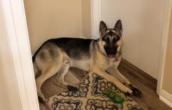 Found/Stray Male Dog last seen S Santa Fe and E El Presidio, Long Beach, Long Beach, CA 90810