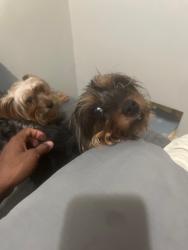 Lost Female Dog last seen Sterling Place and Troy Ave, Brooklyn, NY 11213