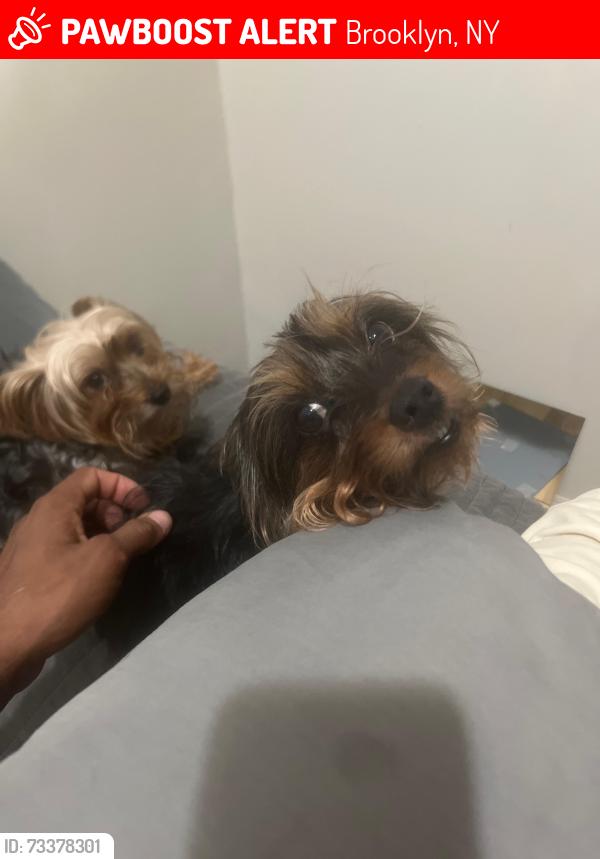 Lost Female Dog last seen Sterling Place and Troy Ave, Brooklyn, NY 11213