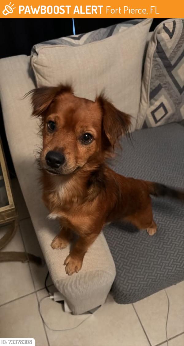 Found/Stray Male Dog last seen Oleander and King Orange Dr, Fort Pierce, FL 34982