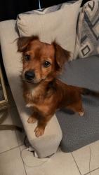 Found/Stray Male Dog last seen Oleander and King Orange Dr, Fort Pierce, FL 34982