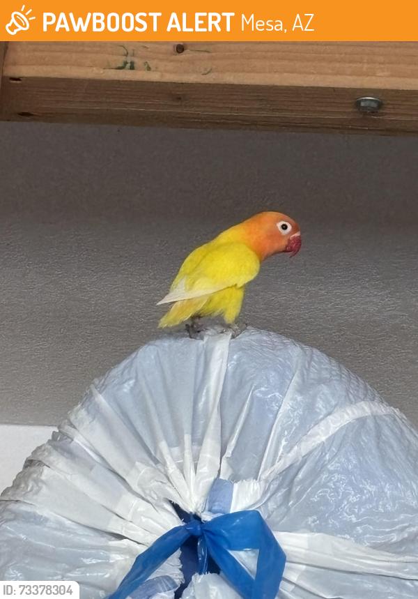 Found/Stray Unknown Bird last seen Mountain View high school, Mesa, AZ 85203