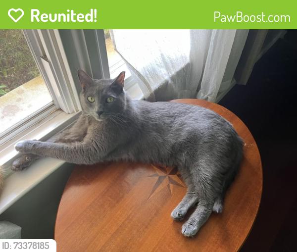 Reunited Male Cat last seen Near Ashford Dr Lancaster, Lancaster, PA 17601