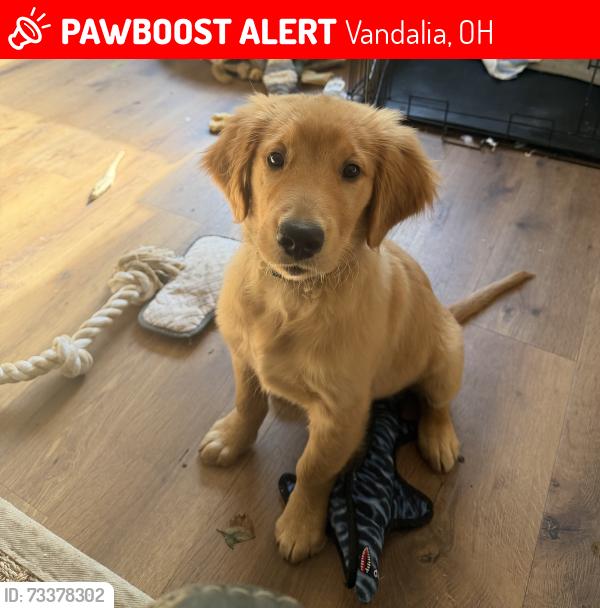 Lost Male Dog last seen Taylorsville Metro Park West, Vandalia, OH 45377
