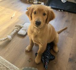 Lost Male Dog last seen Taylorsville Metro Park West, Vandalia, OH 45377