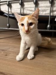 Found/Stray Unknown Cat last seen Near Hickory Ave, Bergenfield, NJ 07621