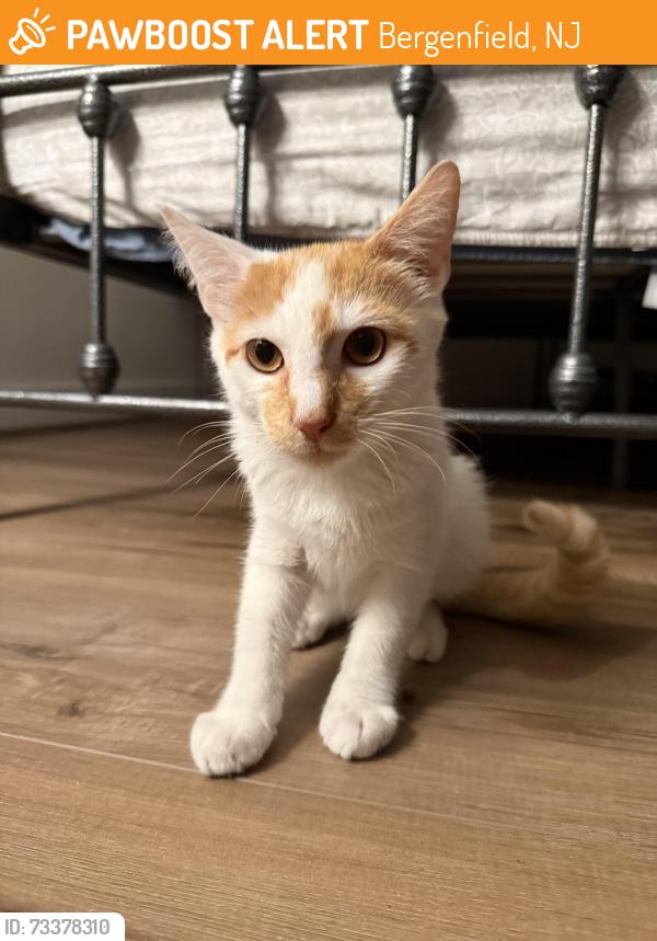 Found/Stray Unknown Cat last seen Near Hickory Ave, Bergenfield, NJ 07621