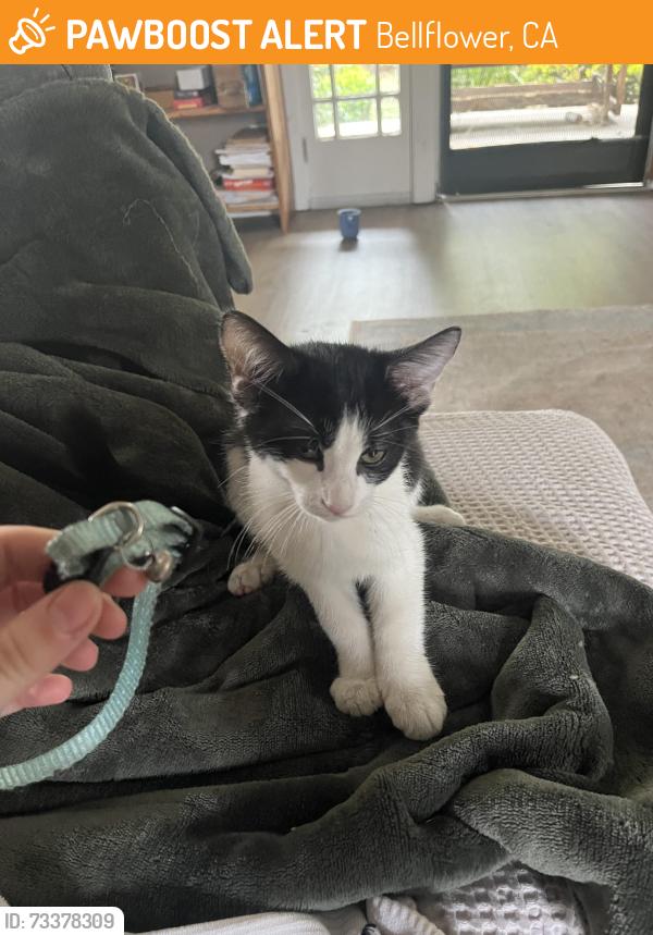 Found/Stray Unknown Cat last seen Grand, Bellflower, CA 90706