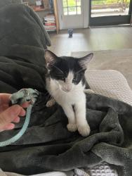 Found/Stray Unknown Cat last seen Grand, Bellflower, CA 90706