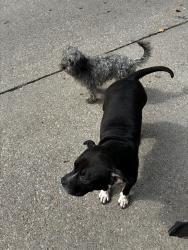 Found/Stray Unknown Dog last seen Ida & Catalina, Wichita, KS 67216