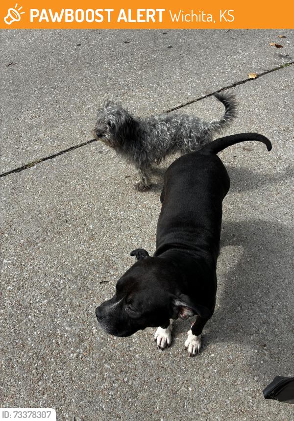 Found/Stray Unknown Dog last seen Ida & Catalina, Wichita, KS 67216