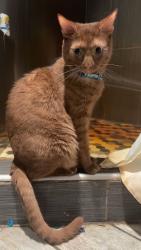 Lost Male Cat last seen Passavant Ave, Fairfield Rd, Round Lake, IL 60073