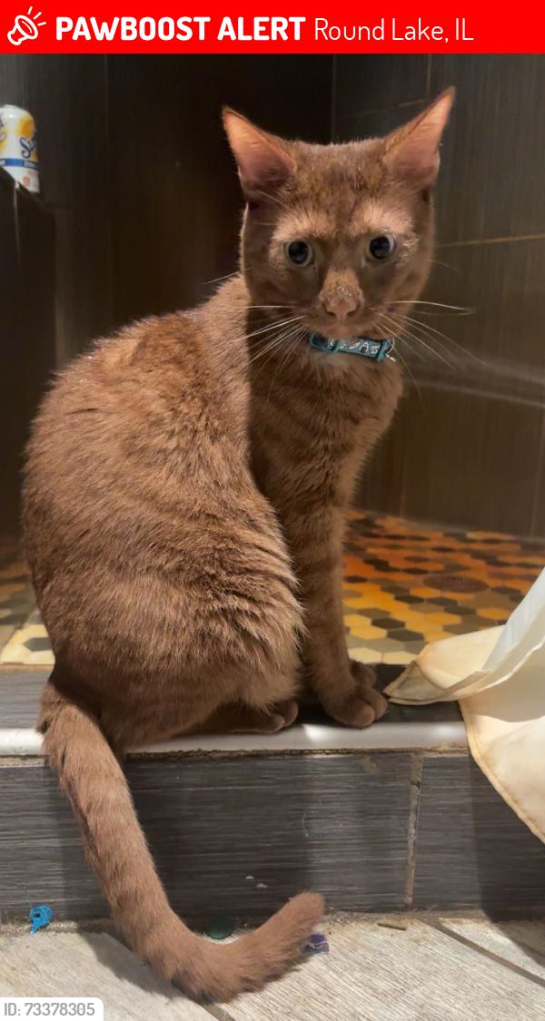 Lost Male Cat last seen Passavant Ave, Fairfield Rd, Round Lake, IL 60073