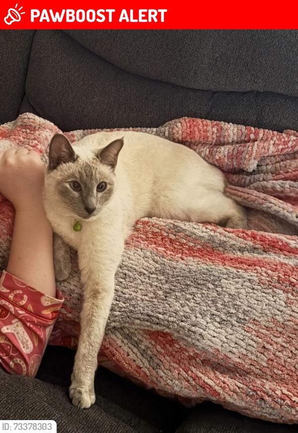 Lost Female Cat last seen Short Ln & Brookside Dr, Feasterville-Trevose, PA 19053