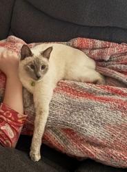 Lost Female Cat last seen Short Ln & Brookside Dr, Feasterville-Trevose, PA 19053