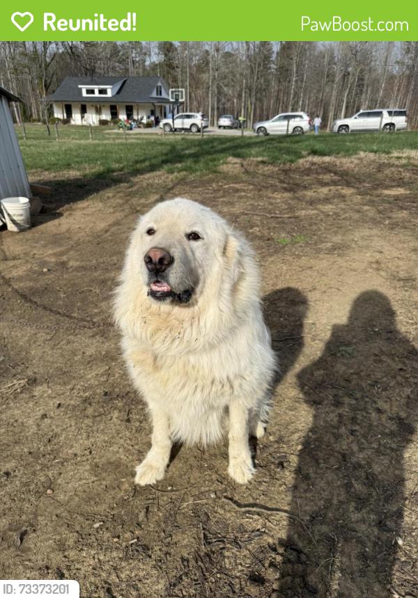 Reunited Male Dog last seen N Graham Hopedale Rd, Burlington, NC 27217