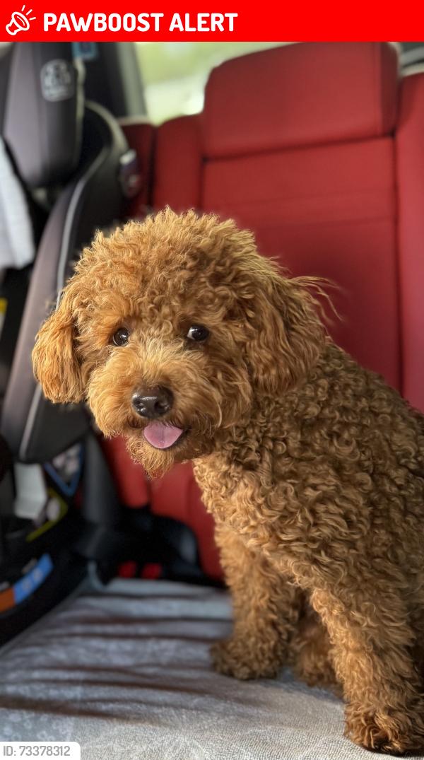 Lost Male Dog last seen palos verdes drive, Rancho Palos Verdes, CA 90275