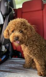 Lost Male Dog last seen palos verdes drive, Rancho Palos Verdes, CA 90275