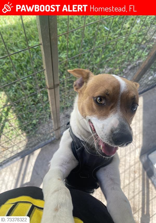 Lost Male Dog last seen Near se 8th st, Homestead, FL 33034