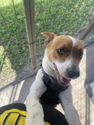 Lost Male Dog last seen Near se 8th st, Homestead, FL 33034