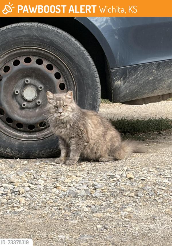 Found/Stray Female Cat last seen Oliver & Lincoln, Wichita, KS 67218