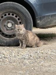 Found/Stray Female Cat last seen Oliver & Lincoln, Wichita, KS 67218