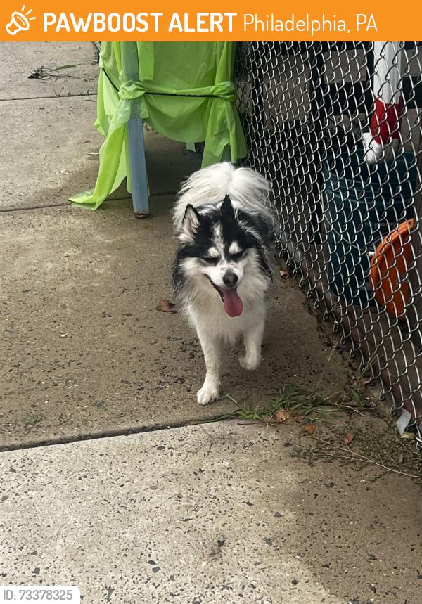 Found/Stray Unknown Dog last seen Uber st, Philadelphia, PA 19138