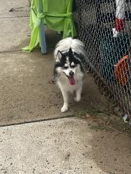Found/Stray Unknown Dog last seen Uber st, Philadelphia, PA 19138