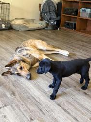 Lost Unknown Dog last seen Starthmore dr, Redding, CA 96002