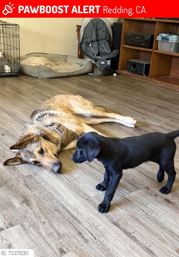 Lost Unknown Dog last seen Starthmore dr, Redding, CA 96002