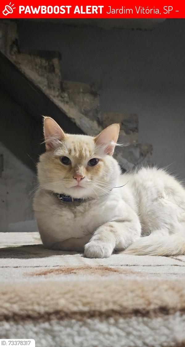 Lost Male Cat last seen Rua Afrodite, Jardim Vitória, SP 06826-030
