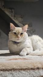 Lost Male Cat last seen Rua Afrodite, Jardim Vitória, SP 06826-030