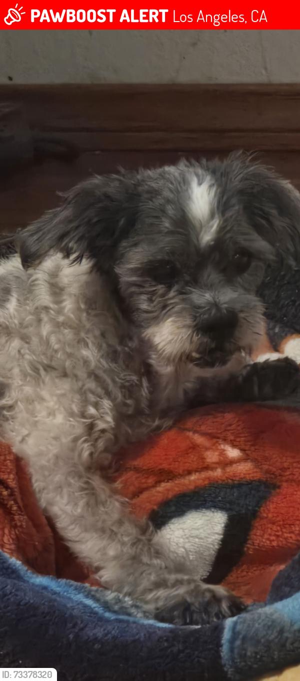 Lost Male Dog last seen Near Denver ave Gardena Ca, Los Angeles, CA 90248