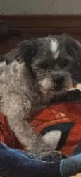 Lost Male Dog last seen Near Denver ave Gardena Ca, Los Angeles, CA 90248
