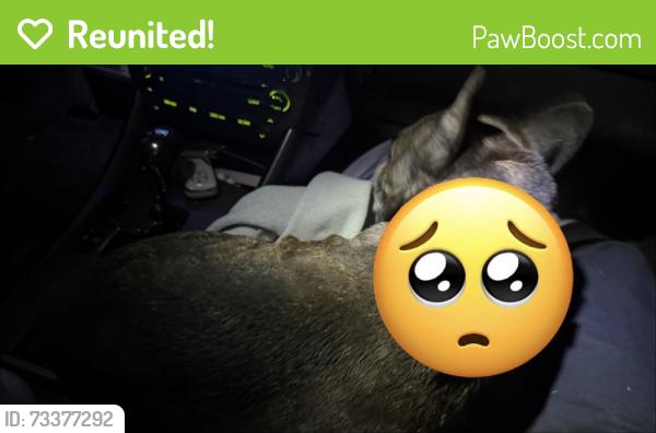 Reunited Male Dog last seen Perris, CA, USA, Perris, CA 92572