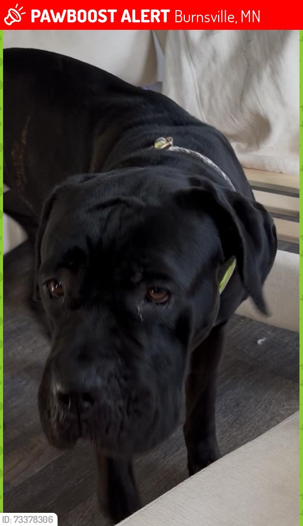 Lost Female Dog last seen Anytime fitness Savage mn, Burnsville, MN 55337