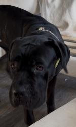 Lost Female Dog last seen Anytime fitness Savage mn, Burnsville, MN 55337