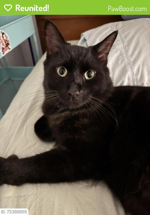 Reunited Male Cat last seen Shenandoah River, Harpers Ferry, WV 25425
