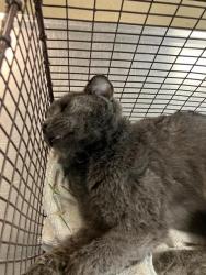 Shelter Stray Unknown Cat last seen Near BLK SAN VICENTE AVE, 7700 E Spring St, Long Beach, CA 90815, USA