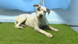 Shelter Stray Female Dog last seen , 216 W Victoria St, Gardena, CA 90248, USA