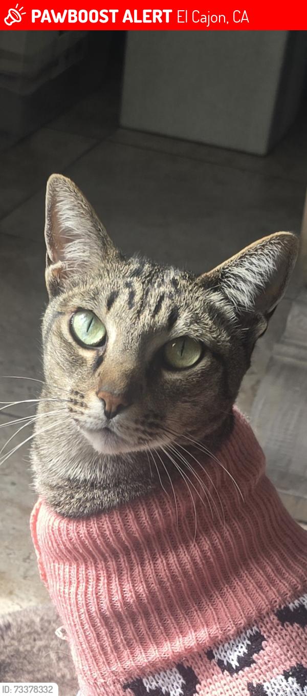 Lost Female Cat last seen Near silverbrook dr, El Cajon, CA 92019