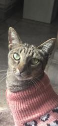 Lost Female Cat last seen Near silverbrook dr, El Cajon, CA 92019