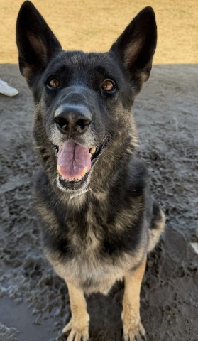 Shelter Stray Female Dog last seen Near BLOCK CORRIENTES ST, BAKERSFIELD CA 93306, 3951 Fruitvale Ave, Bakersfield, CA 93308, USA