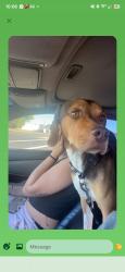 Found/Stray Male Dog last seen Near Rancho Blvd, Ogden, UT 84404983 Rancho Blvd, Ogden, UT 84404, Ogden, UT 84404