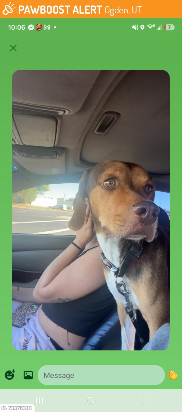 Found/Stray Male Dog last seen Near Rancho Blvd, Ogden, UT 84404983 Rancho Blvd, Ogden, UT 84404, Ogden, UT 84404