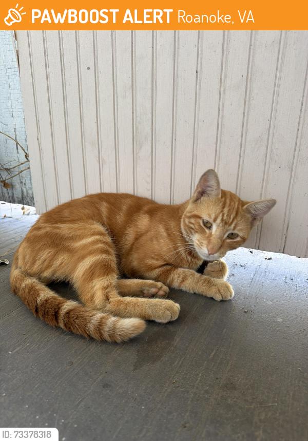 Found/Stray Male Cat last seen Memorial Ave, Roanoke, VA 24015