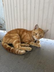 Found/Stray Male Cat last seen Memorial Ave, Roanoke, VA 24015