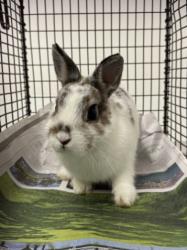 Shelter Stray Female Other last seen , 11361 W Pico Blvd, Los Angeles, CA 90064, USA