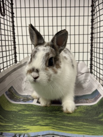 Shelter Stray Female Other last seen , 11361 W Pico Blvd, Los Angeles, CA 90064, USA