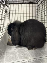 Shelter Stray Female Other last seen , 11361 W Pico Blvd, Los Angeles, CA 90064, USA